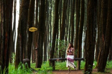 Hutan Pinus Desa Gendro Kecamatan Tutur