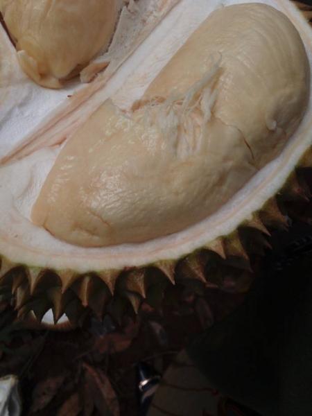 Komoditi Durian - Kecamatan Tutur