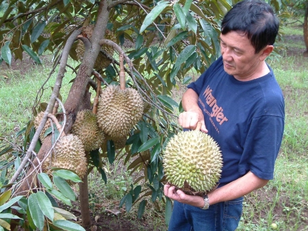 Petik Durian Masak Pohon Kec.Tutur